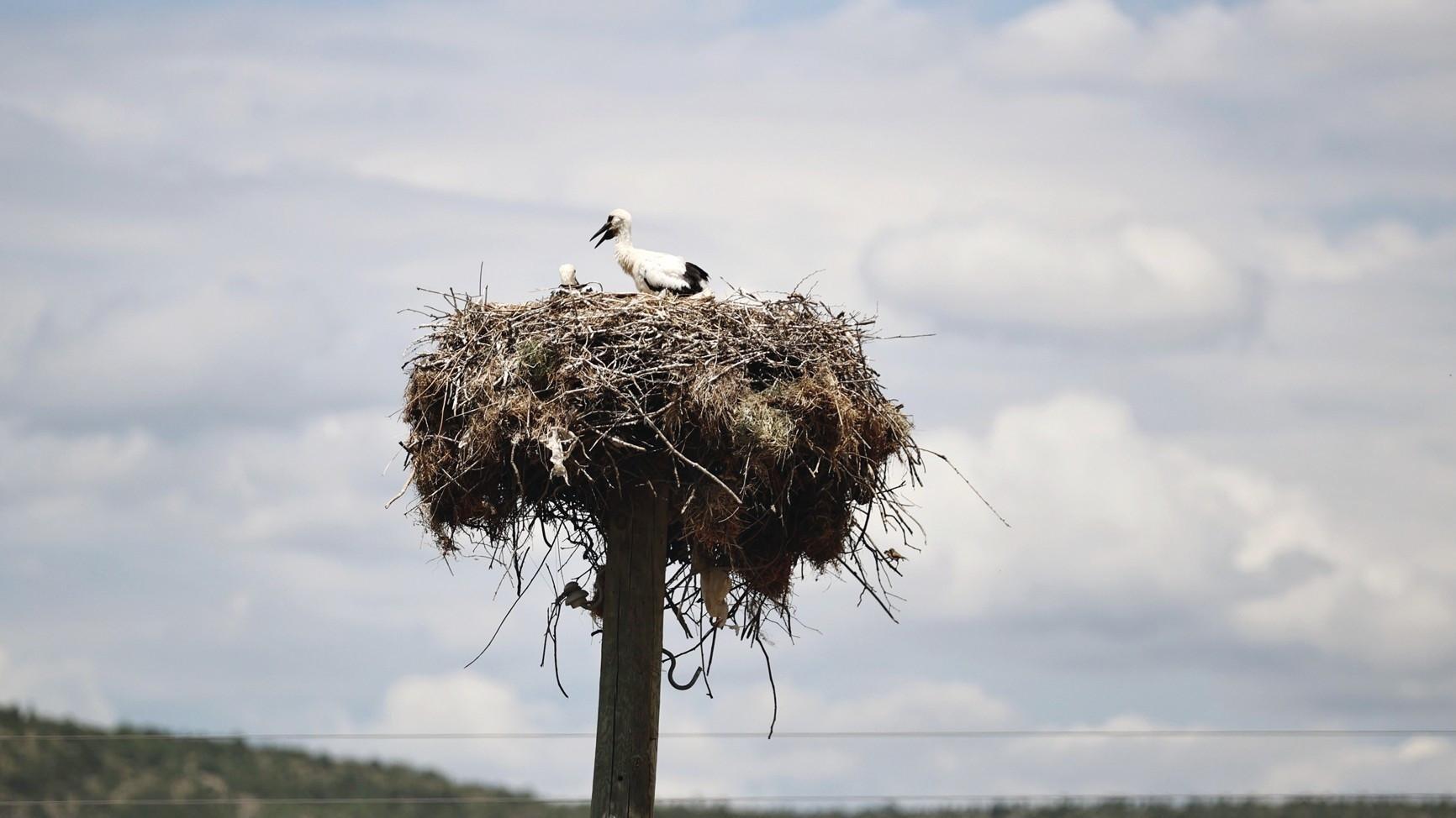 Tracked storks from northern Türkiye reach Egypt, Syria