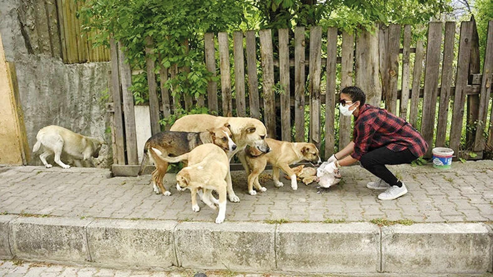 Erzurum bans feeding strays across eastern province