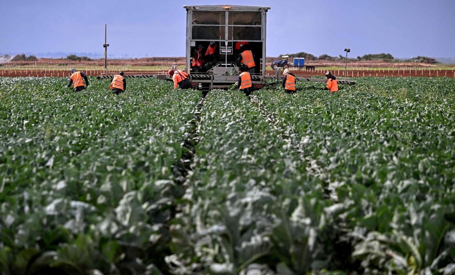 Türkiye launches $5.3 bln farm and food financing plan