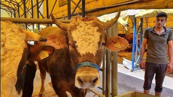 Türkiye gradually reduces cattle imports