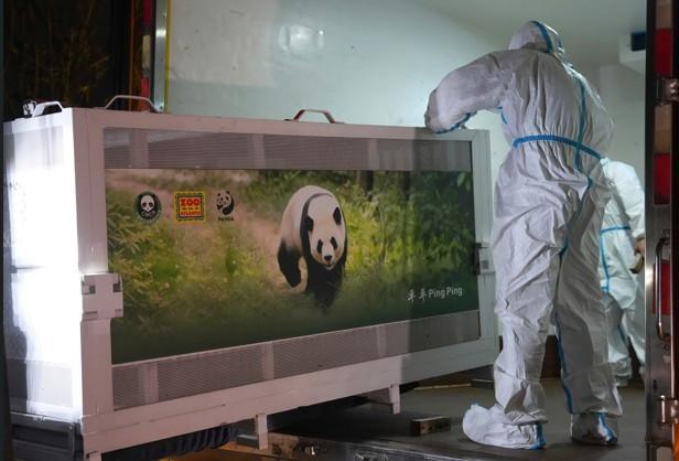 China sends two giant pandas to US