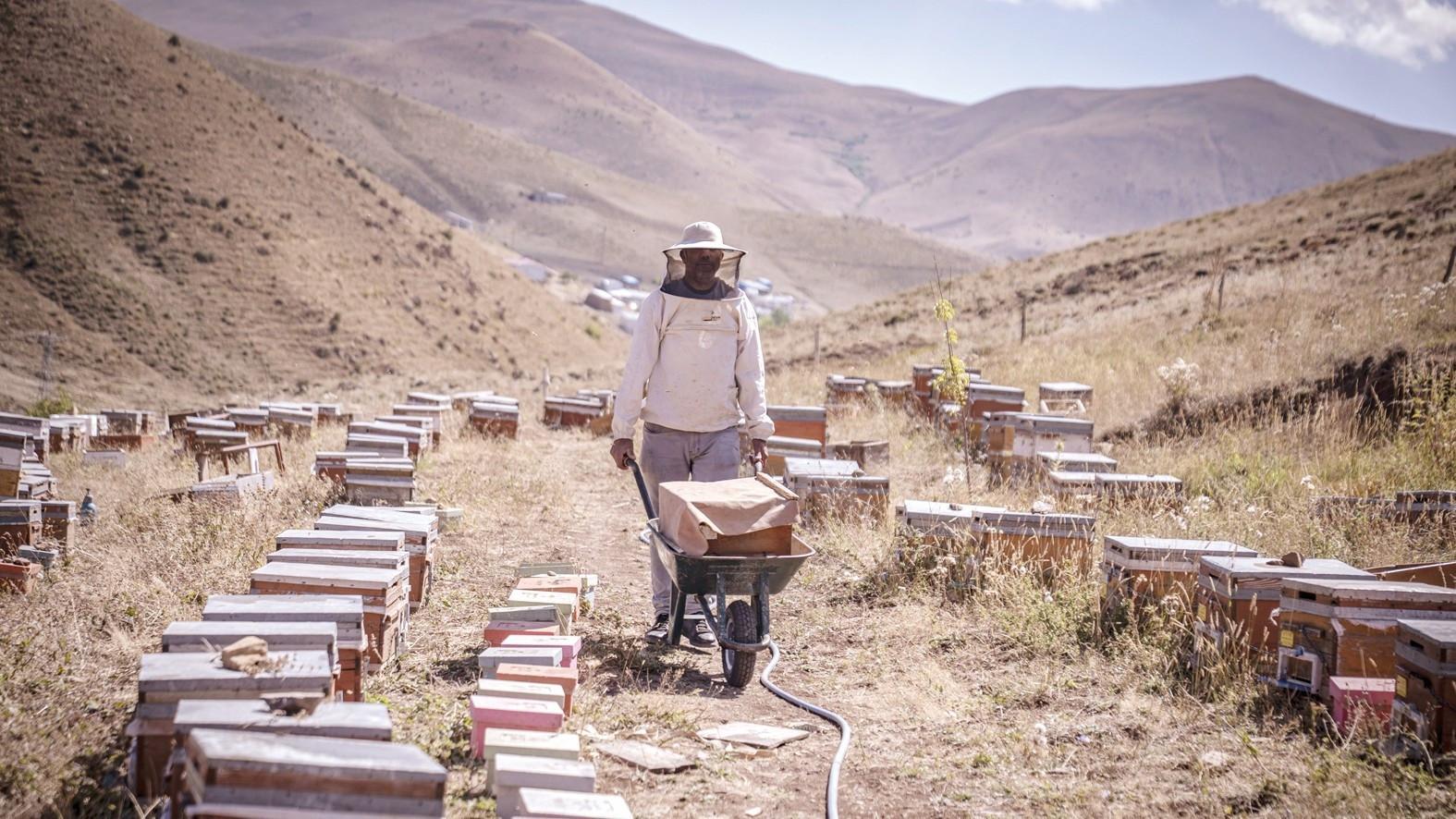 Bees’ seasonal journey turns flowers into organic honey