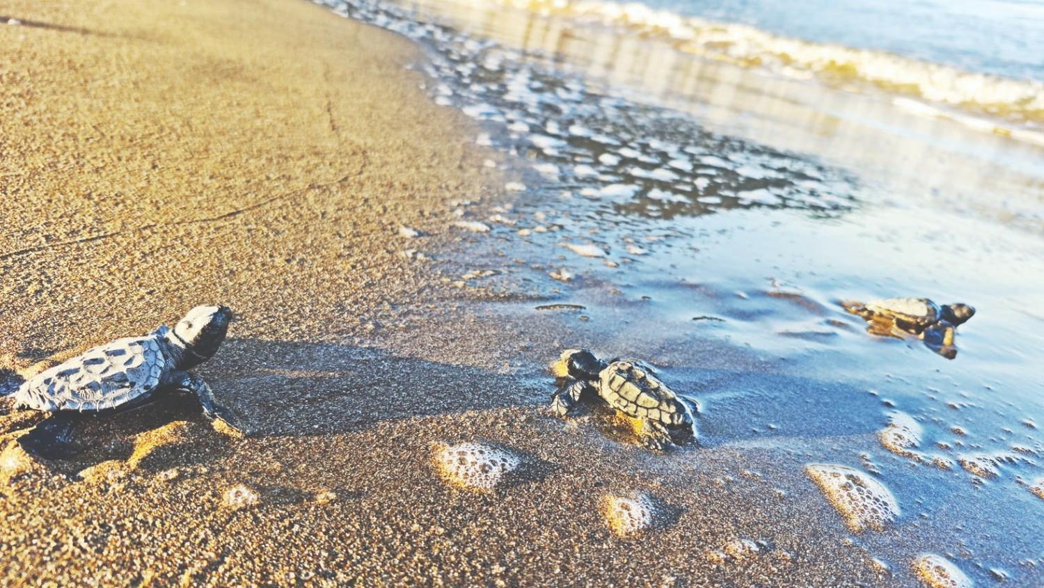 100,000 turtle hatchlings reach sea in southern Türkiye