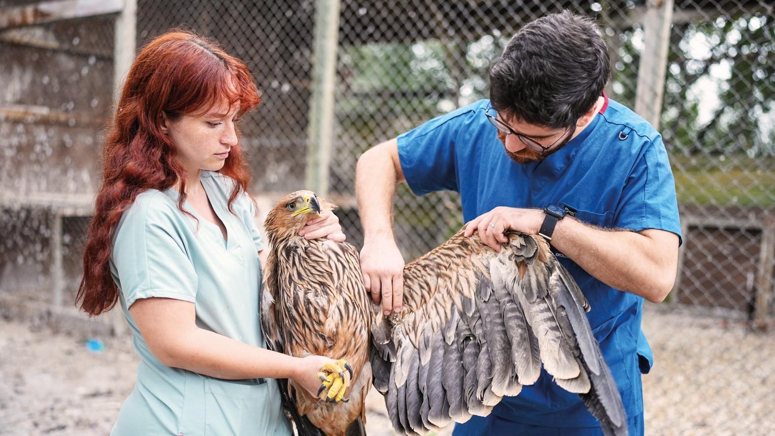 Endangered imperial eagle prepares to return to wild
