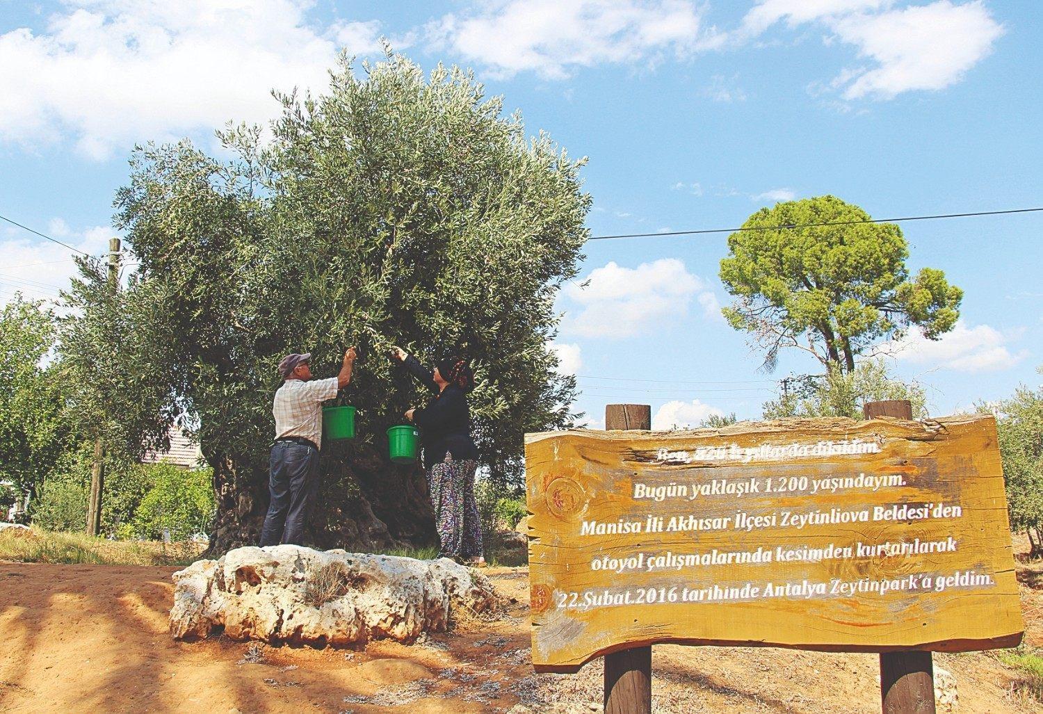 Relocated olive trees yield fruit in Antalya 10 years later
