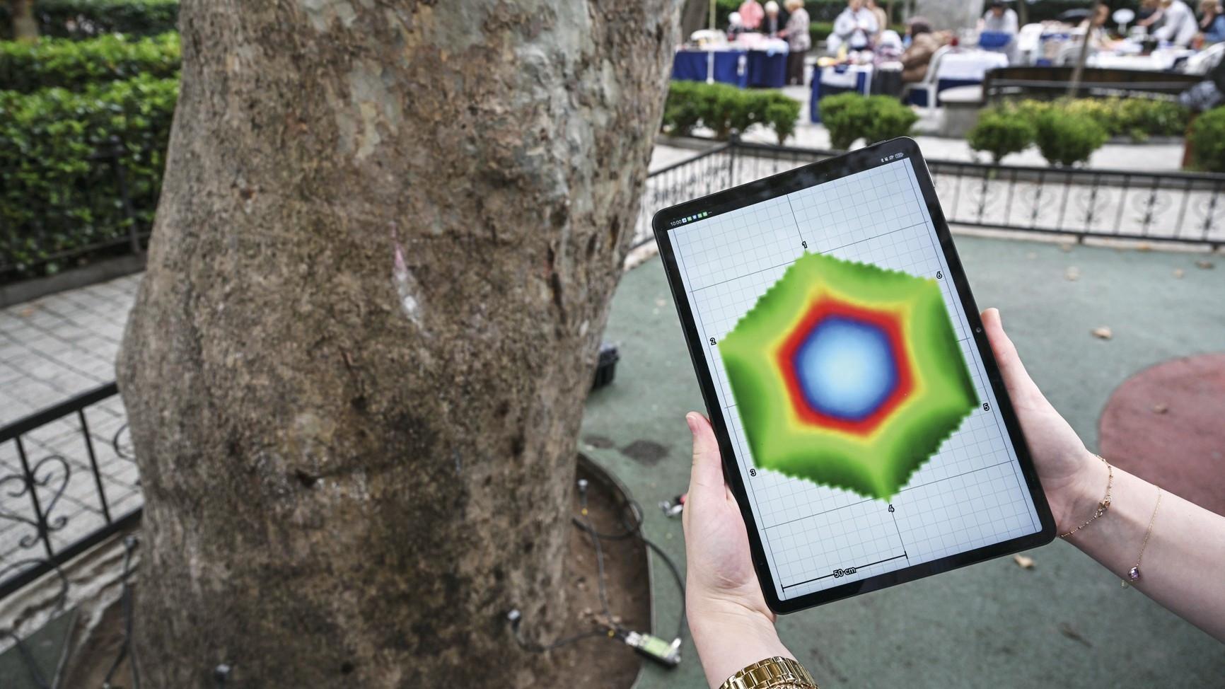 Acoustic tomography to assess hidden decay in Şişli’s century-old trees