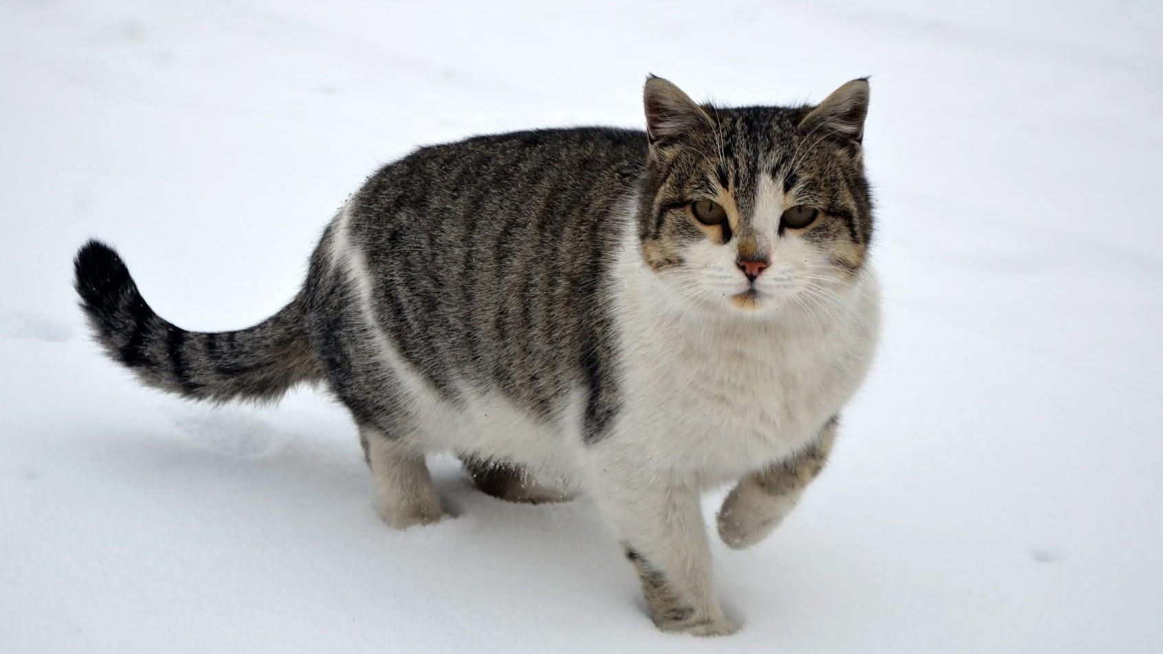 Archive reveals Russian bid to get 10,000 cats in Anatolia