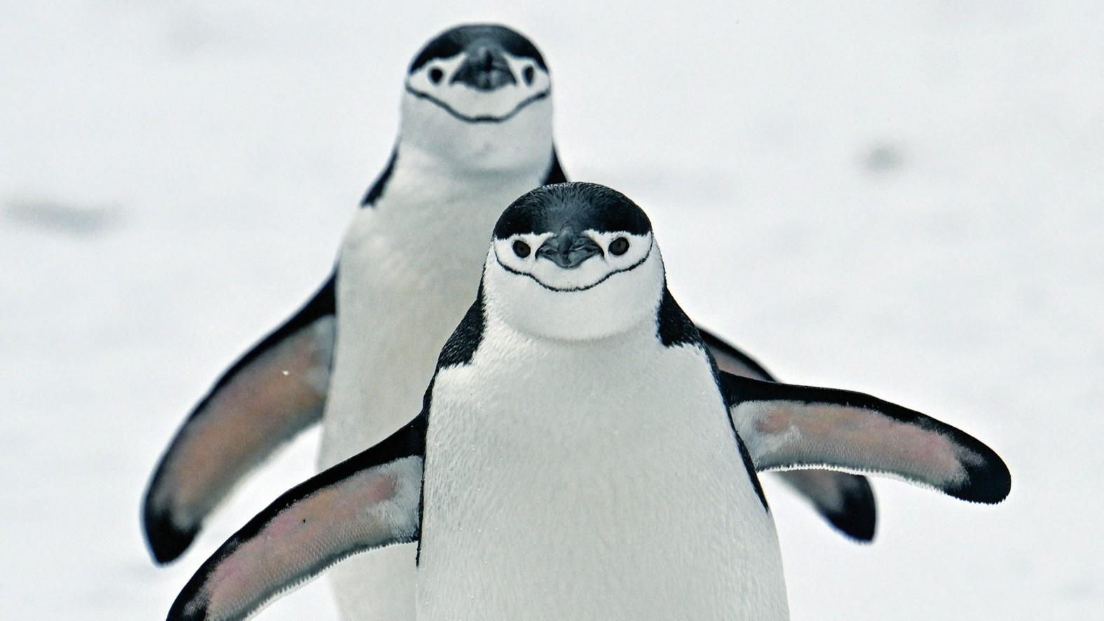 Climate change strips island’s title of largest penguin colony