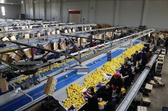 Türkiye’s fresh vegetable exports top $822 million in January-September