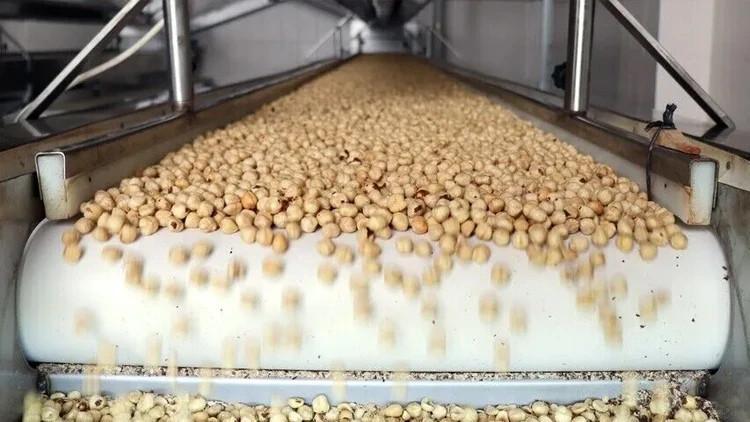 Türkiye’s hazelnut exports exceed $1.9 bln in first nine months