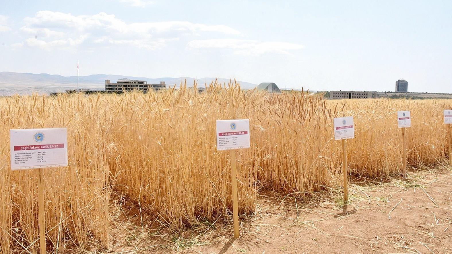 Türkiye develops three drought-tolerant wheat varieties
