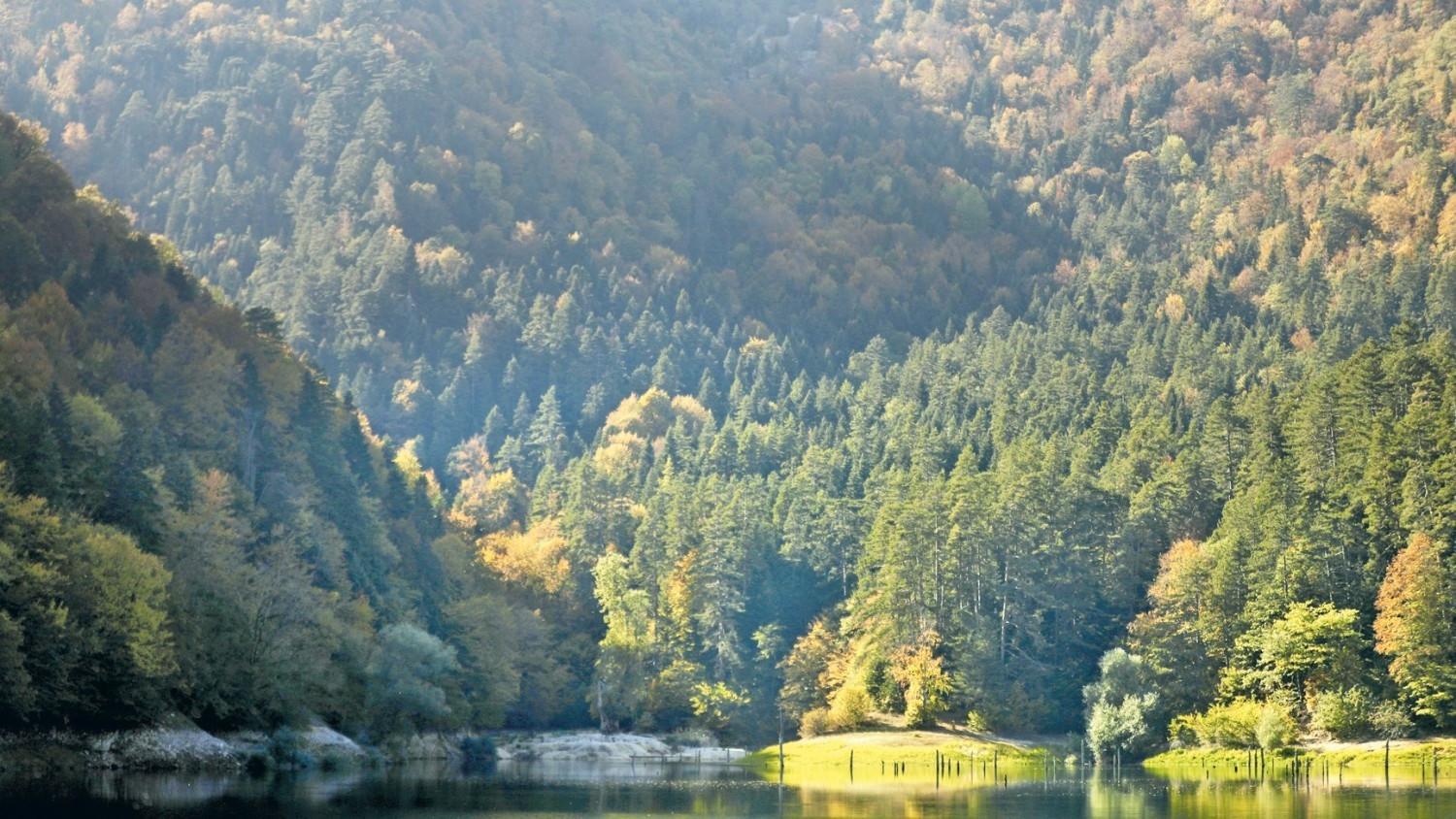 Türkiye adds 12,000 hectares to forest conservation network