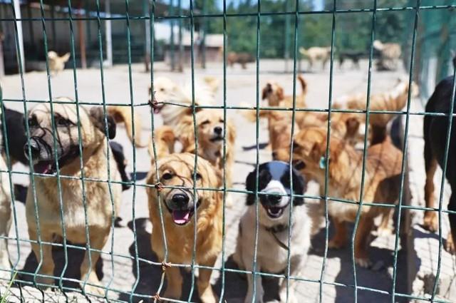 Ege University clears 150 student-cared dogs in unannounced raid