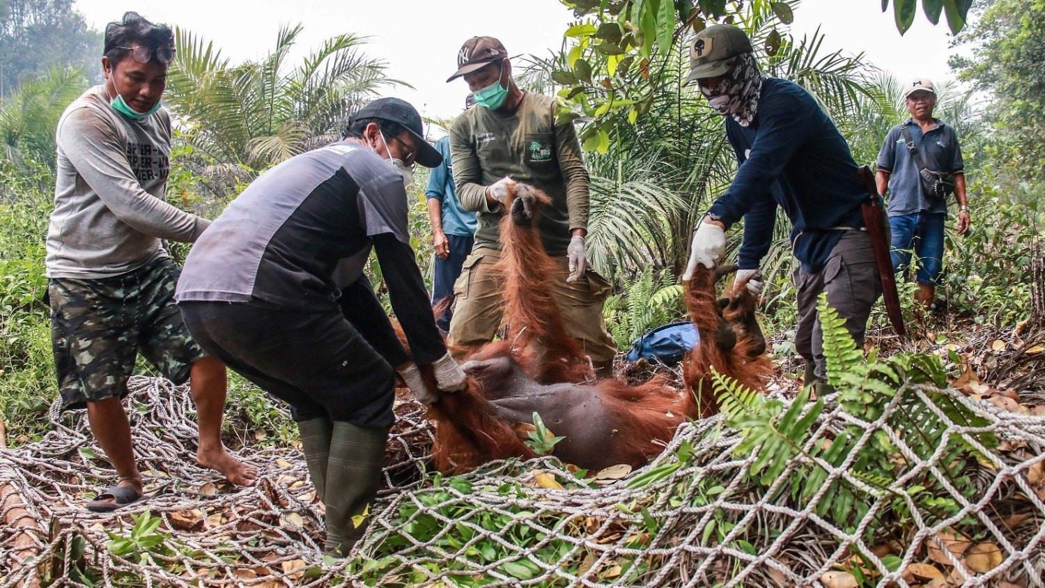 Dozens of orangutans saved from Indonesia blazes