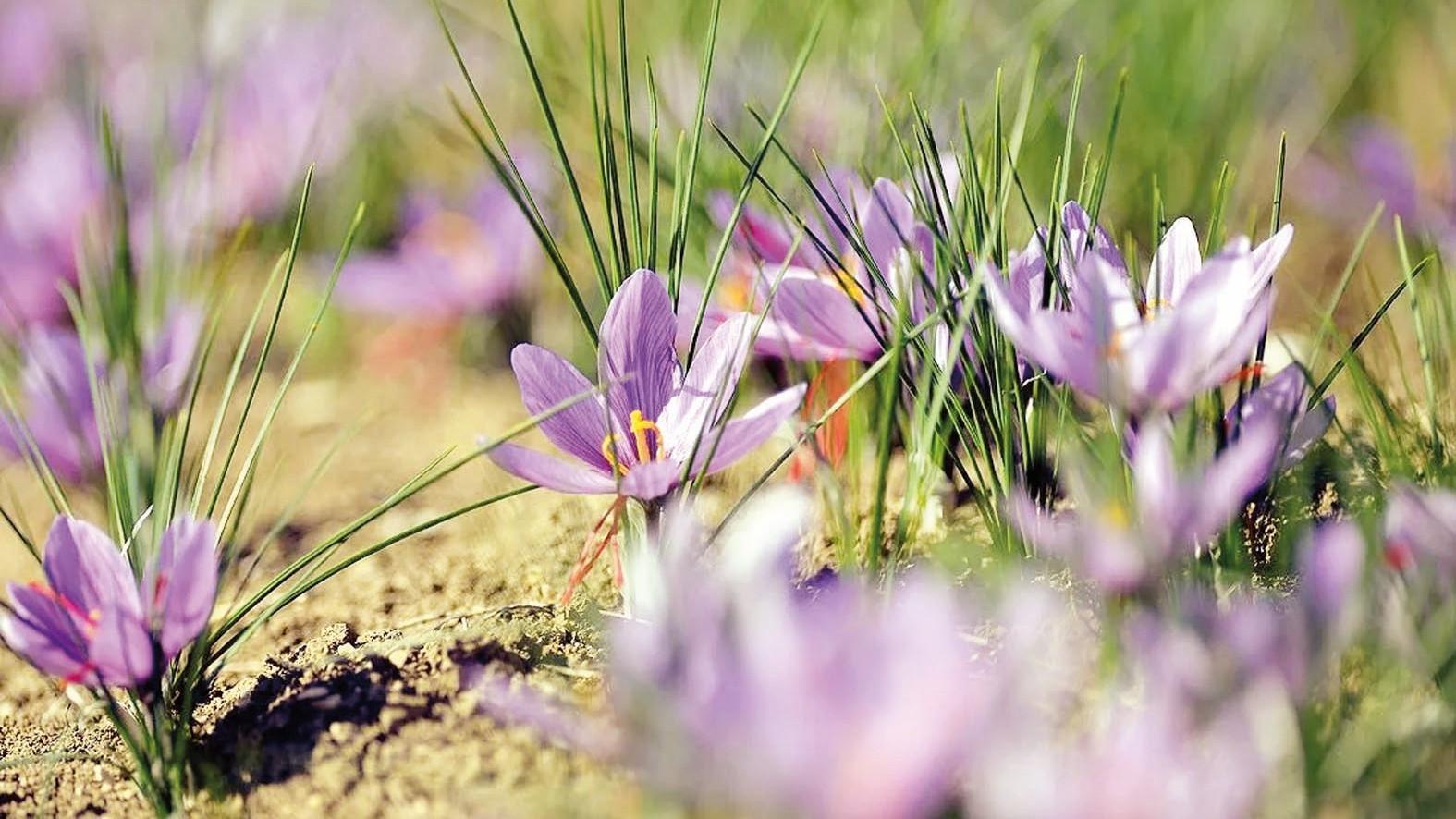 Safranbolu deploys gendarmerie to protect saffron fields as prices soar