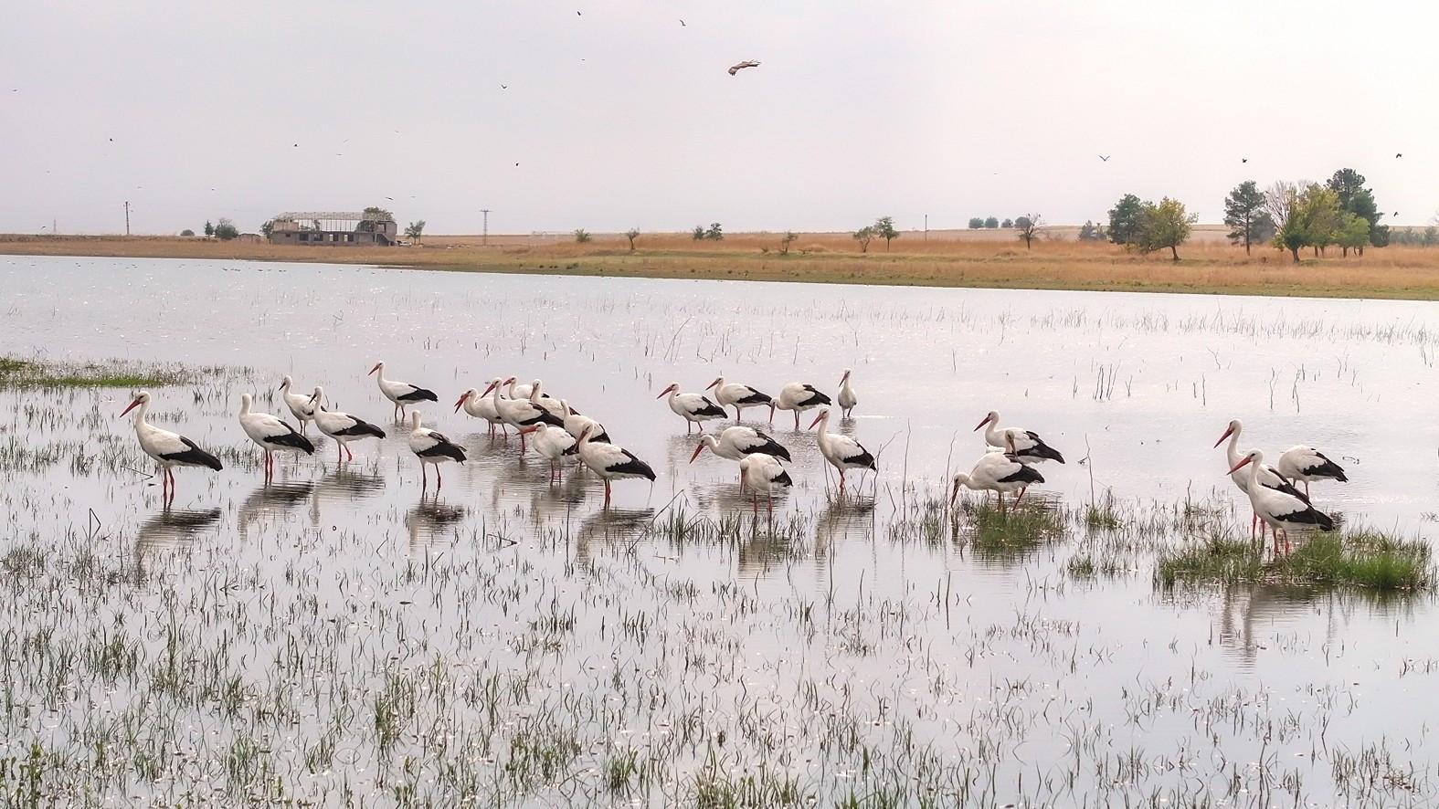 Storks stay behind in Diyarbakır as warmer winters alter migration patterns