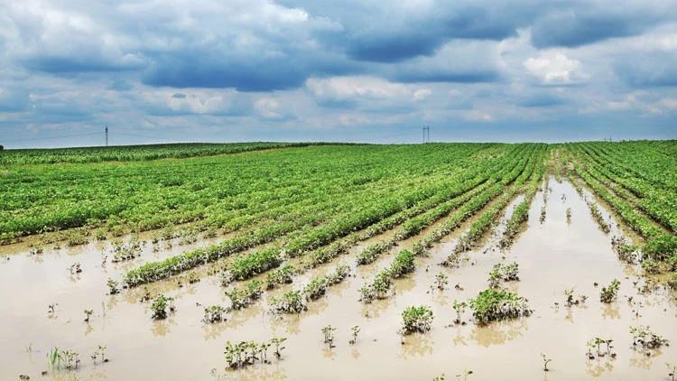 Climate-driven farm losses push agricultural insurance payouts higher in Türkiye