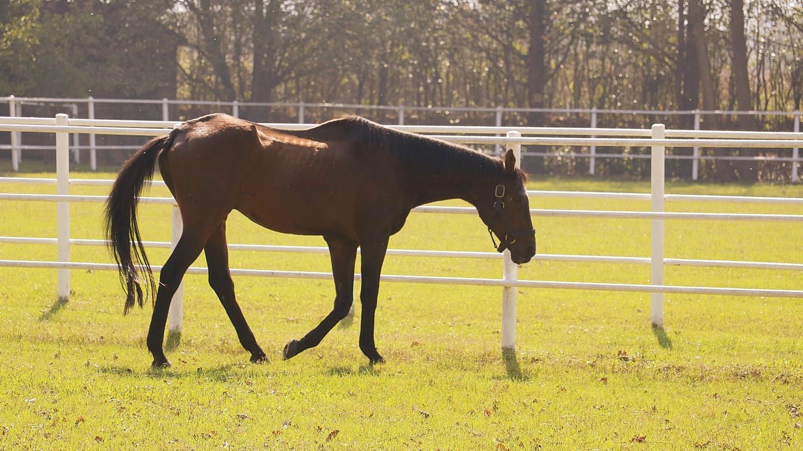 Legendary stallion Victory Gallop enjoys retirement in northwestern Türkiye