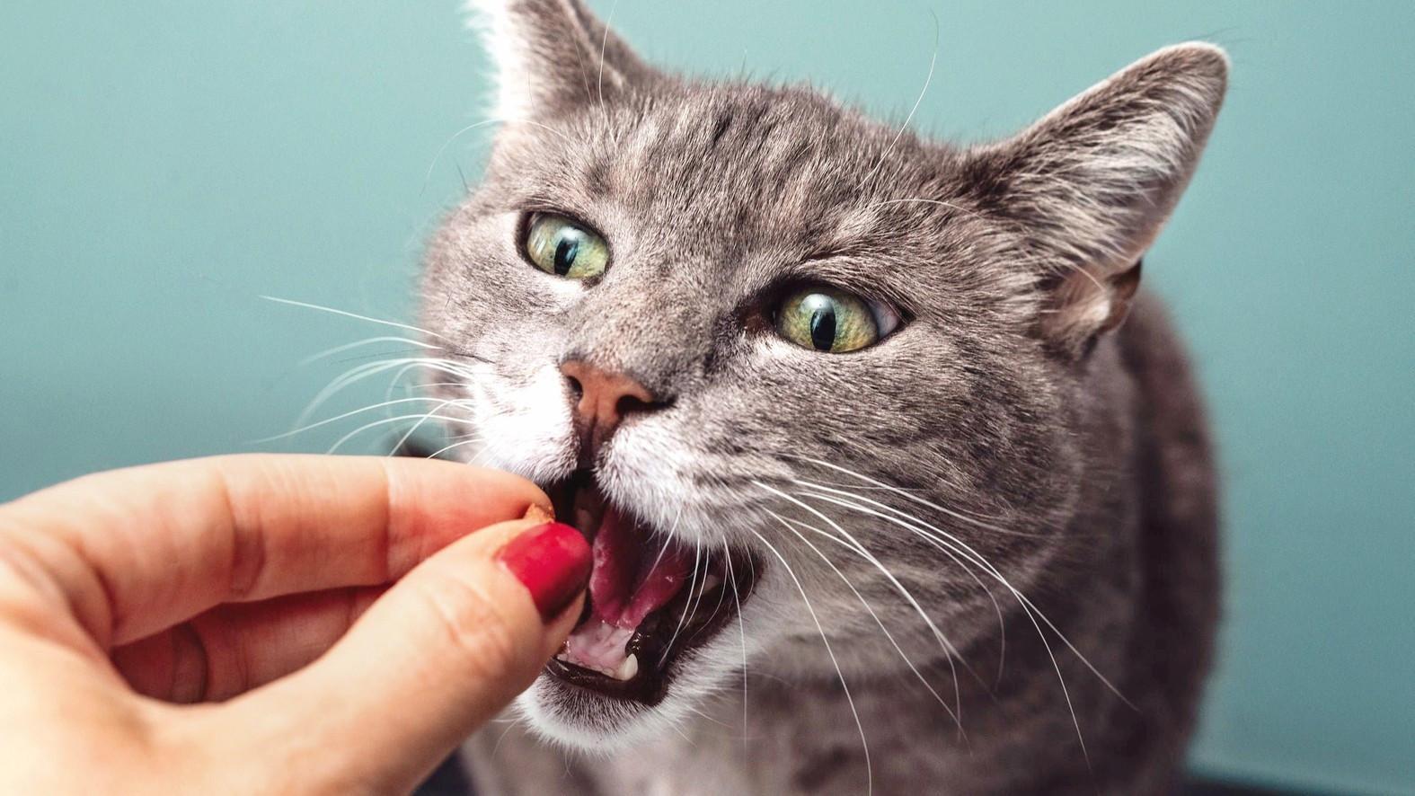 Cats’ well-being linked to owners’ emotional states