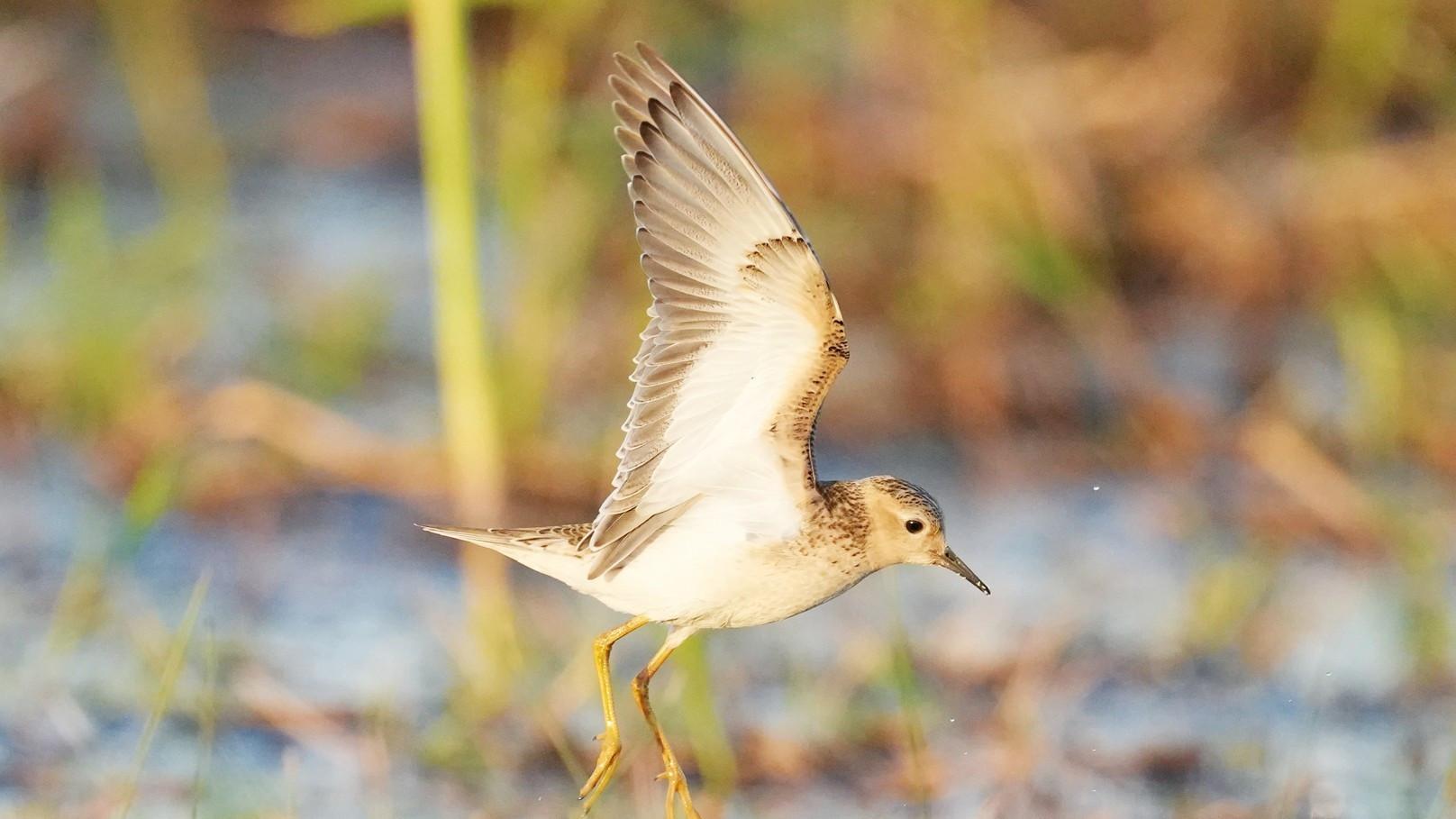 Rare North American bird spotted in southern Türkiye