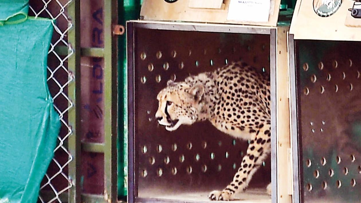 India vows action after first cheetah shot dead