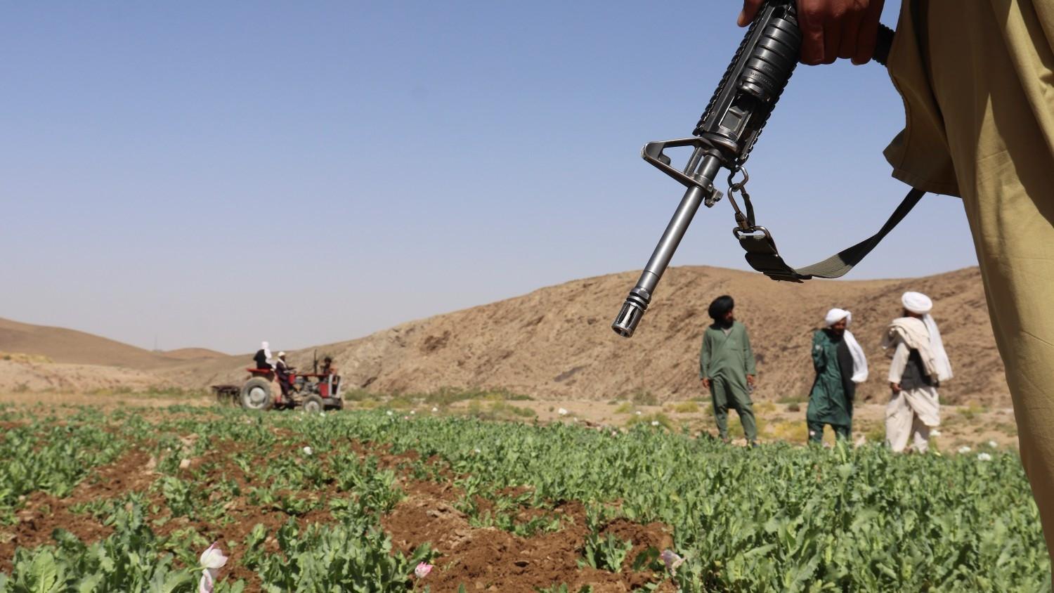 Afghanistan opium poppy cultivation surges despite gov’t ban: UN