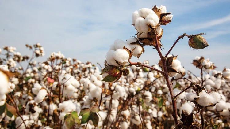 Türkiye’s cotton output squeezed by rising costs