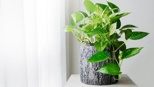 Ev bitkileri için pratik bakım ipuçları