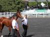 Race colt sold for 2 mln liras at first auction of year
