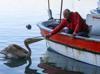 Pelican ‘Suzi’ becomes regular at Hatay fishing shelter