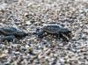 Nearly half million loggerhead turtle hatchlings reach sea in Antalya