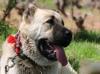 Study reveals Anatolian shepherd dogs sent from Erzurum to US