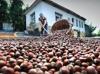 Hazelnut sales generate over $2.2 billion in 2025