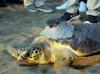 Loggerhead ‘Tuba’ once again in Aegean, Mediterranean waters