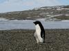Antarctic penguin breeding is heating up sooner