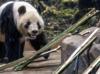 The last 2 pandas in Japan leave for China as ties are strained