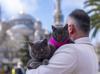 Istanbul’s ‘traveling cat’ now joined by his kitten