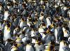 King penguins temporarily benefit from warming world