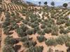 Türkiye maps climate adaptation strategy for olives as drought pressures mount
