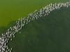 Flamingos return to Tuzla Palas Lake after decades