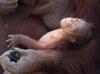 Critically endangered orangutan born at Madrid zoo