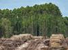 Tropical forest loss eases after record year: Researchers