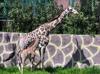 First giraffe born in Türkiye named ‘Çınar’