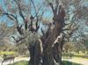 Olive odyssey through time