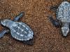 İztuzu hosts Mediterranean’s first Caretta caretta nests