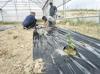 Entrepreneur begins coffee cultivation trials in Adana