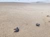 Caretta carettas return to Türkiye’s southern coast of Antalya for nesting season