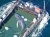 Stranded whale rescued in Germany found dead in Denmark