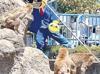 Japan arrests Americans over stunt at Punch’s zoo