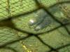 Japan to sell eels bred in captivity in ‘world first’